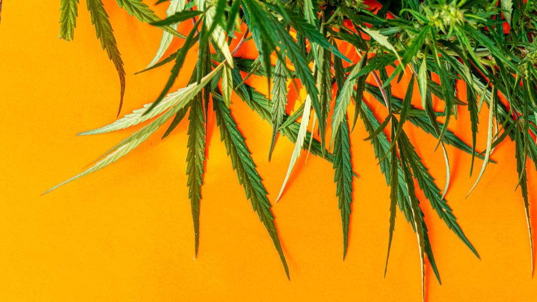 Cannabis-Blätter